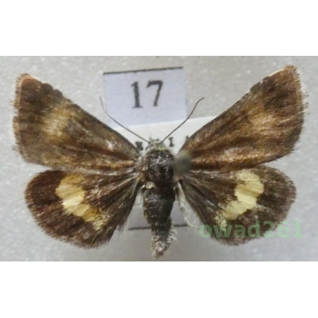 Panemeria tenebrata (Scopoli, 1763) Czech17